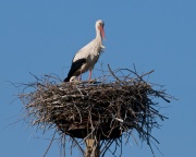 White Stork_ANL_6597